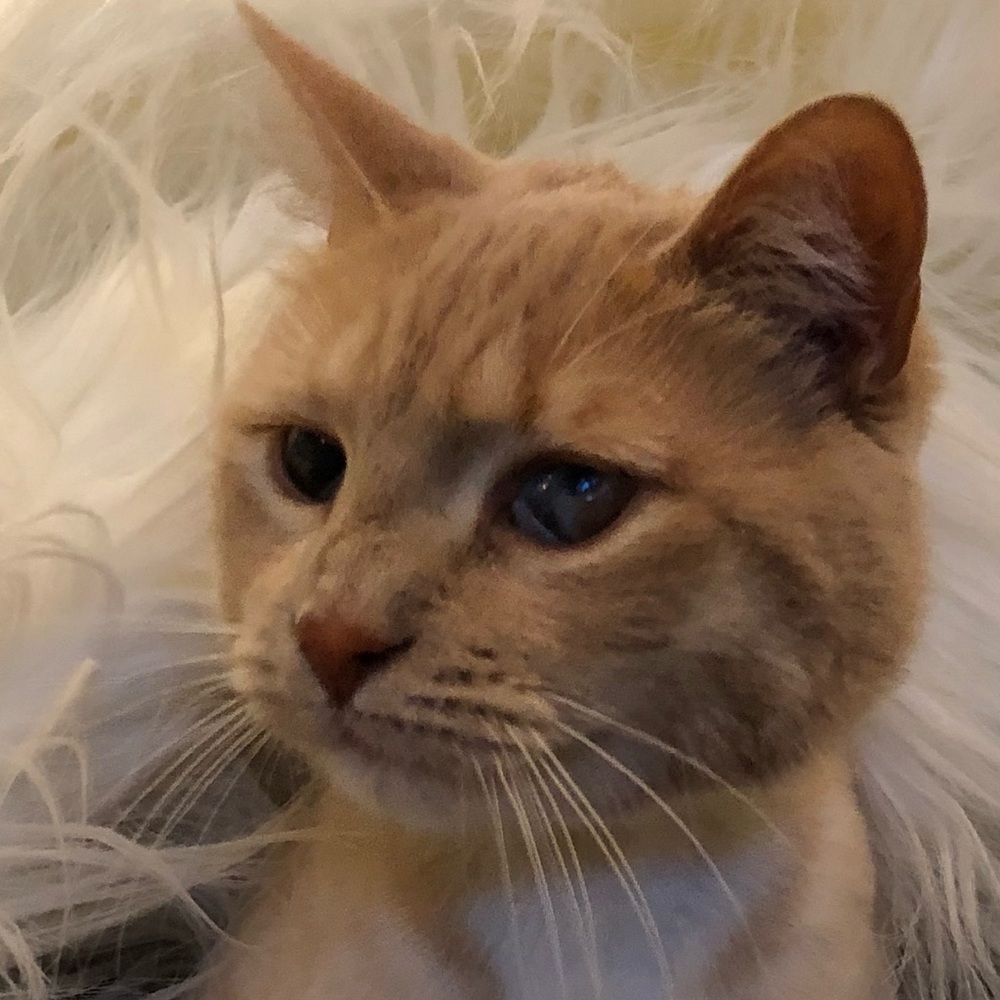 Meet your Posher, Charles